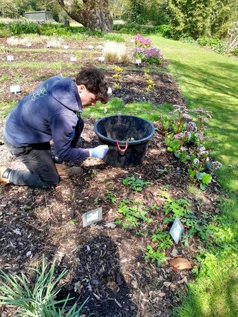 Weekly catch up with gardens & propagation Weekly catch up with gardens & propagation