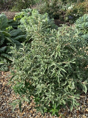 Easy evergreens for winter interest Easy evergreens for winter interest