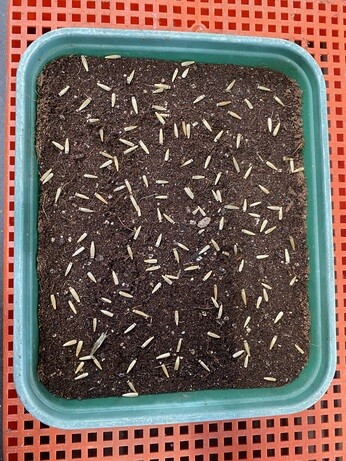 A guide to seed sowing A guide to seed sowing