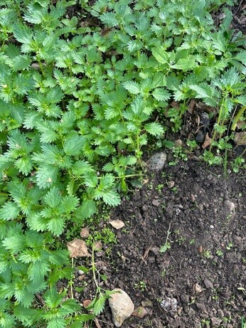 Weekly catch up with garden and propagation Weekly catch up with garden and propagation