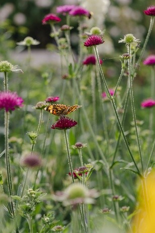 A garden for summer begins in autumn A garden for summer begins in autumn