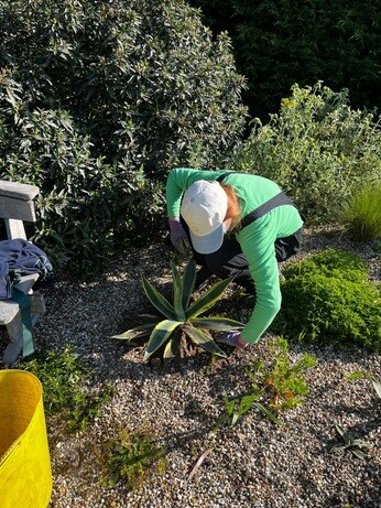 Weekly catch up with garden & propagation Weekly catch up with garden & propagation