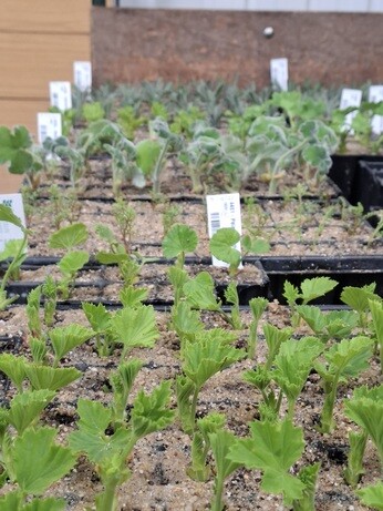 Weekly catch up with garden & propagation Weekly catch up with garden & propagation