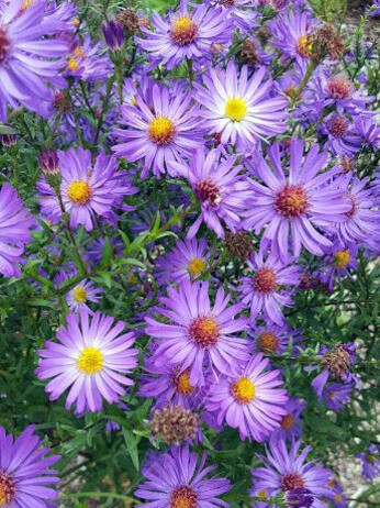 Symphyotrichum-How to Grow and Care for Symphyotrichum-How to Grow and Care for
