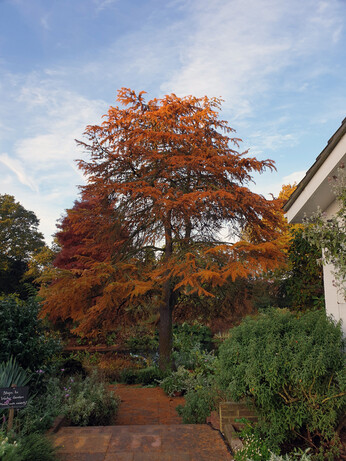 Brilliant autumn colour Brilliant autumn colour