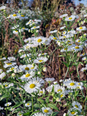 What's still in flower in October? What's still in flower in October?