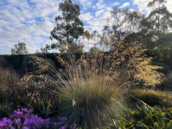 Ornamental Grasses for Autumnal Interest Ornamental Grasses for Autumnal Interest