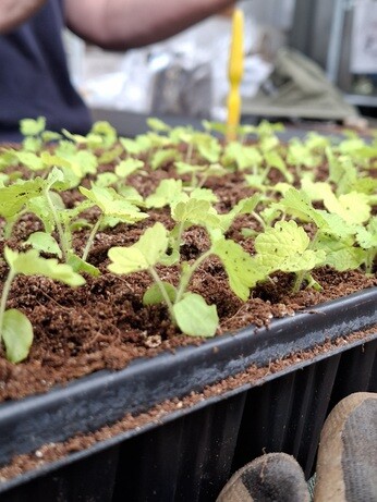 Weekly catch up with garden and propagation Weekly catch up with garden and propagation