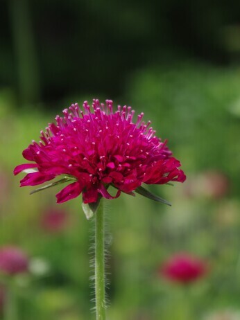 Plant combination ideas in June Plant combination ideas in June
