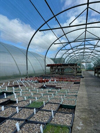 Weekly catch up with garden & propagation Weekly catch up with garden & propagation