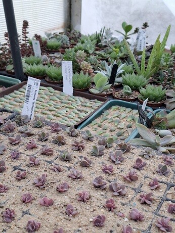 Weekly catch up with garden & propagation Weekly catch up with garden & propagation
