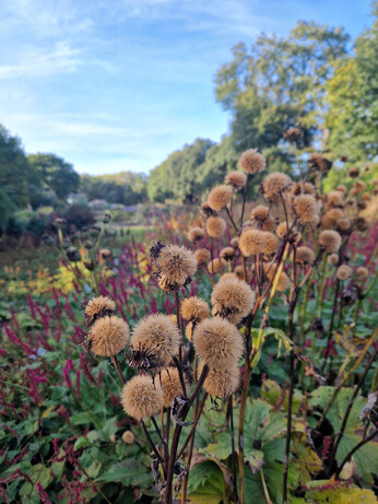 Sensational Seedheads Sensational Seedheads