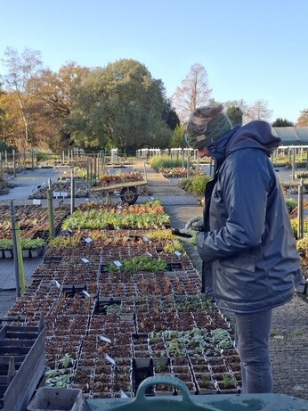 Weekly catch up with garden & propagation Weekly catch up with garden & propagation