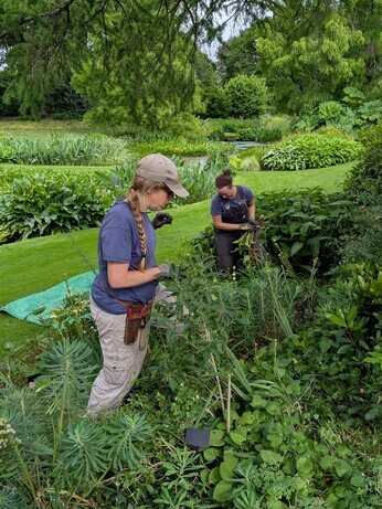 Weekly catch up with garden and propagation Weekly catch up with garden and propagation