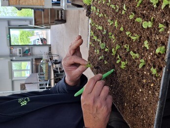 Weekly catch up with garden and propagation Weekly catch up with garden and propagation