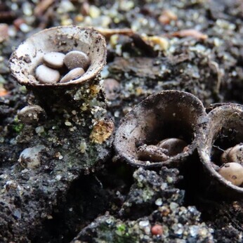 Wild Words from the Ground – Midwinter 2024-2025 Wild Words from the Ground – Midwinter 2024-2025