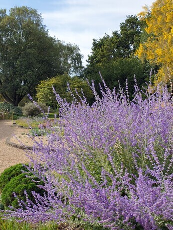 Top 12 drought-resistant plants Top 12 drought-resistant plants