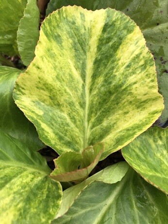 Weekly catch up with garden and propagation Weekly catch up with garden and propagation