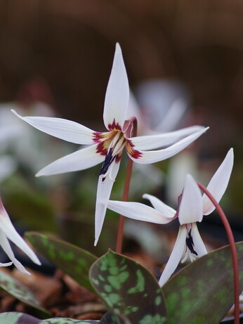 Our favourite spring bulbs Our favourite spring bulbs