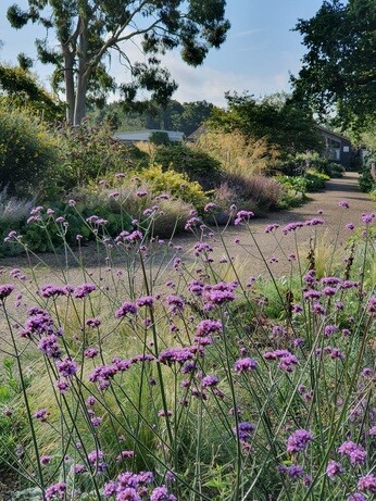 Verbena- How to Grow and Care for Verbena- How to Grow and Care for