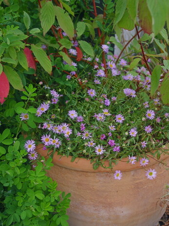 Container gardening Container gardening
