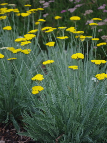 Plant profile - caryopteris Plant profile - caryopteris