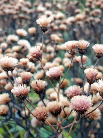 Sensational Seedheads Sensational Seedheads