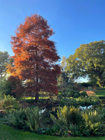 Brilliant autumn colour Brilliant autumn colour