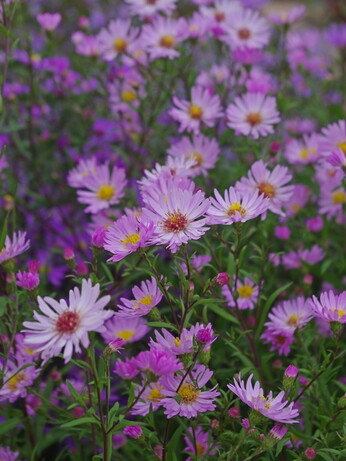 Symphyotrichum-How to Grow and Care for Symphyotrichum-How to Grow and Care for