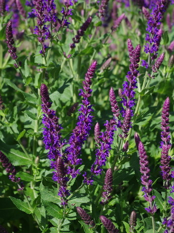 Team Chatto's favourite plants
