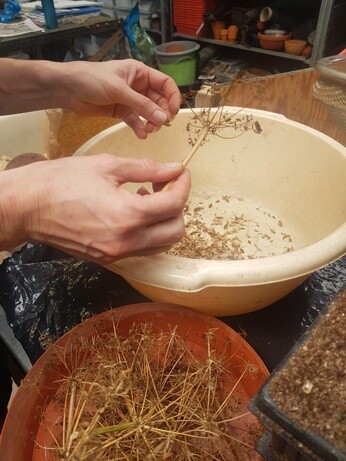 Weekly catch up with garden & propagation Weekly catch up with garden & propagation