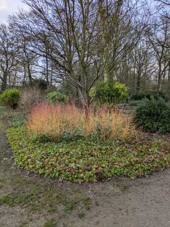 January news from the garden and propagation January news from the garden and propagation