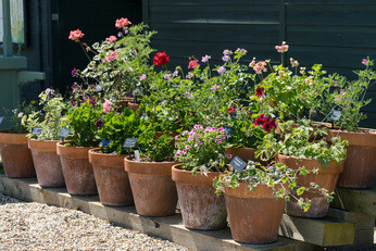 Perennials and tender plants for gorgeous seasonal container displays Perennials and tender plants for gorgeous seasonal container displays