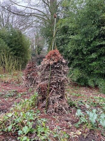 January news from the garden and propagation January news from the garden and propagation