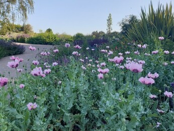 This week in the garden- mid October This week in the garden- mid October