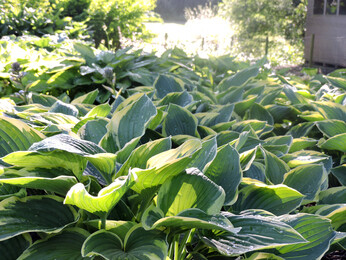 How to grow and get the best from your hostas How to grow and get the best from your hostas