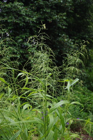 Top 10 unusual plants for a shady area Top 10 unusual plants for a shady area