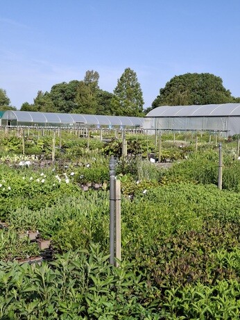 Weekly catch up with garden and propagation Weekly catch up with garden and propagation