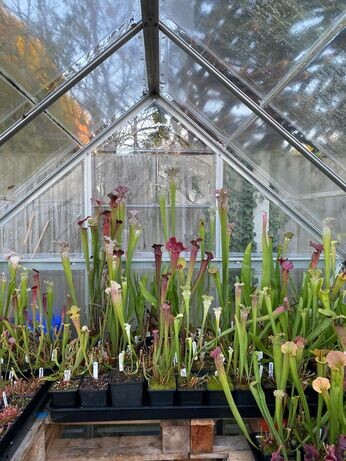 Winter propagation-carnivorous plants Winter propagation-carnivorous plants