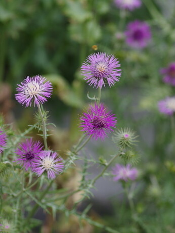 Weekly catch up with garden & propagation Weekly catch up with garden & propagation