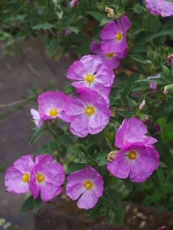 Gardening Dilemmas - Part 1 Gardening Dilemmas - Part 1