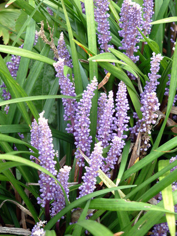 Top 10 plants for autumn Interest Top 10 plants for autumn Interest