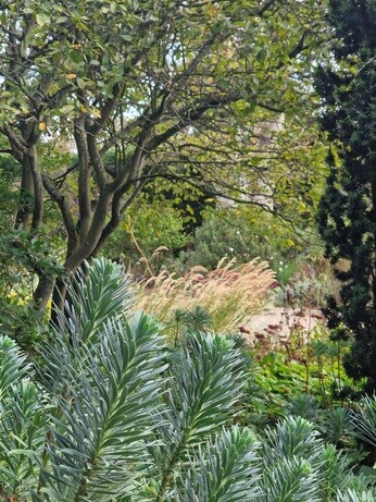 Easy evergreens for winter interest Easy evergreens for winter interest