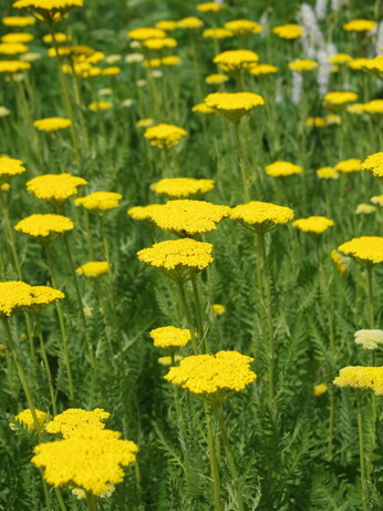 Achillea- How to Grow and Care for Achillea- How to Grow and Care for