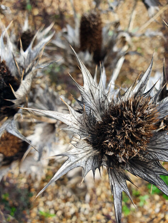 Sensational Seedheads Sensational Seedheads