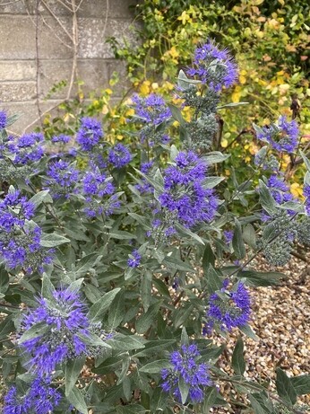 Plants that have stood up to the summer - Gravel Garden Plants that have stood up to the summer - Gravel Garden