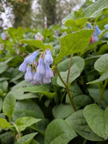 Weekly catch up with gardens & propagation Weekly catch up with gardens & propagation