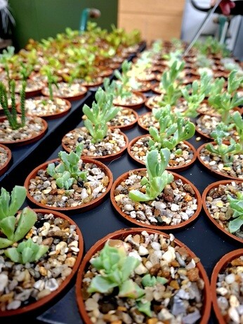 February news from the garden and propagation February news from the garden and propagation