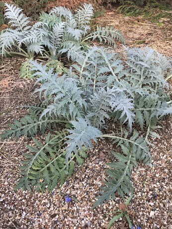Easy evergreens for winter interest Easy evergreens for winter interest