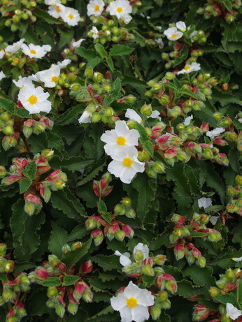 Plant profile - cistus Plant profile - cistus